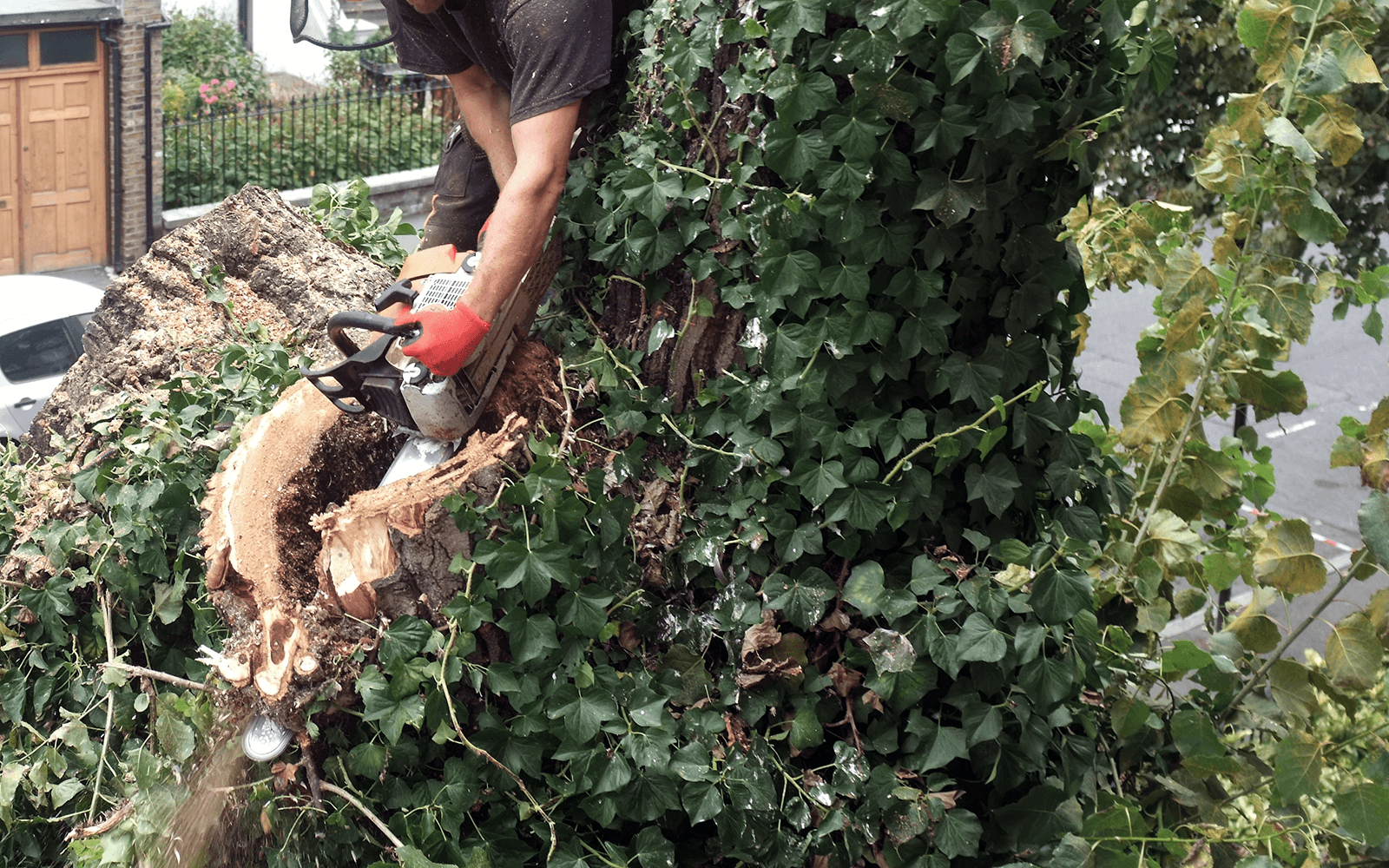 BJs Tree Surgery Work