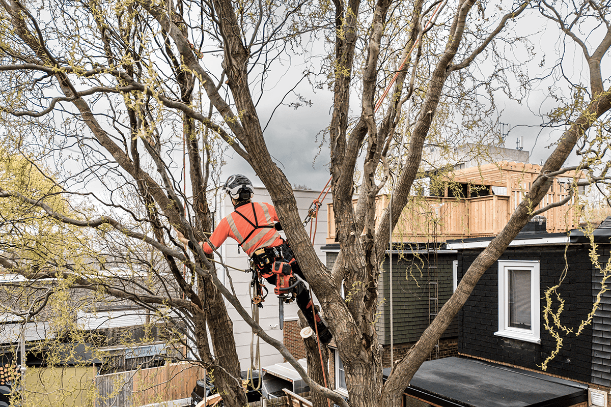 Welcome to BJs Tree Surgery