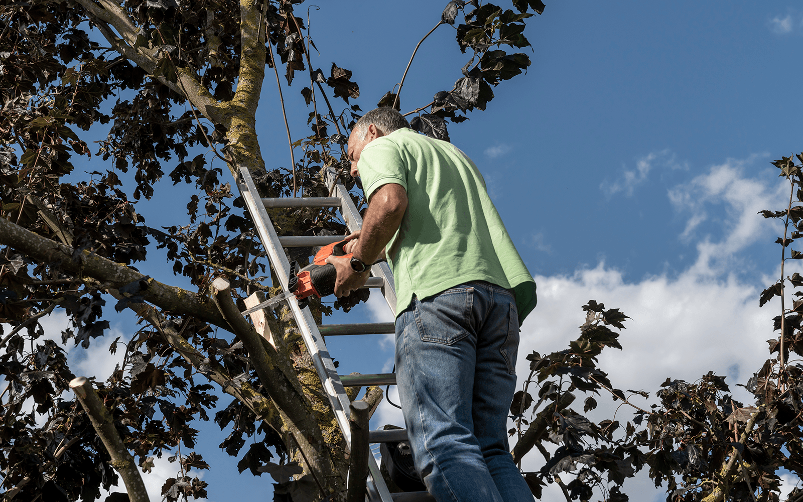 BJs Tree Surgery Work