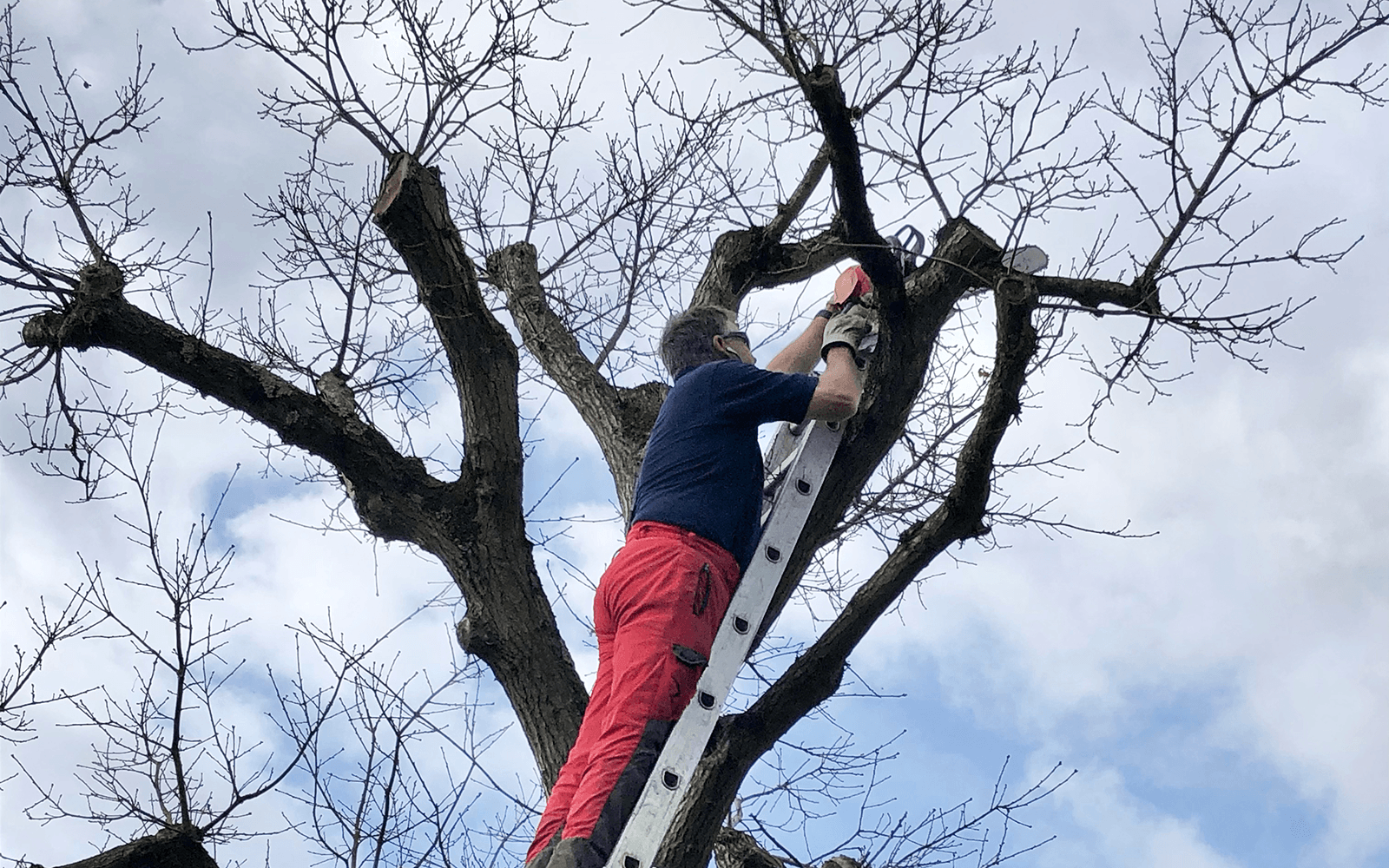 BJs Tree Surgery Work