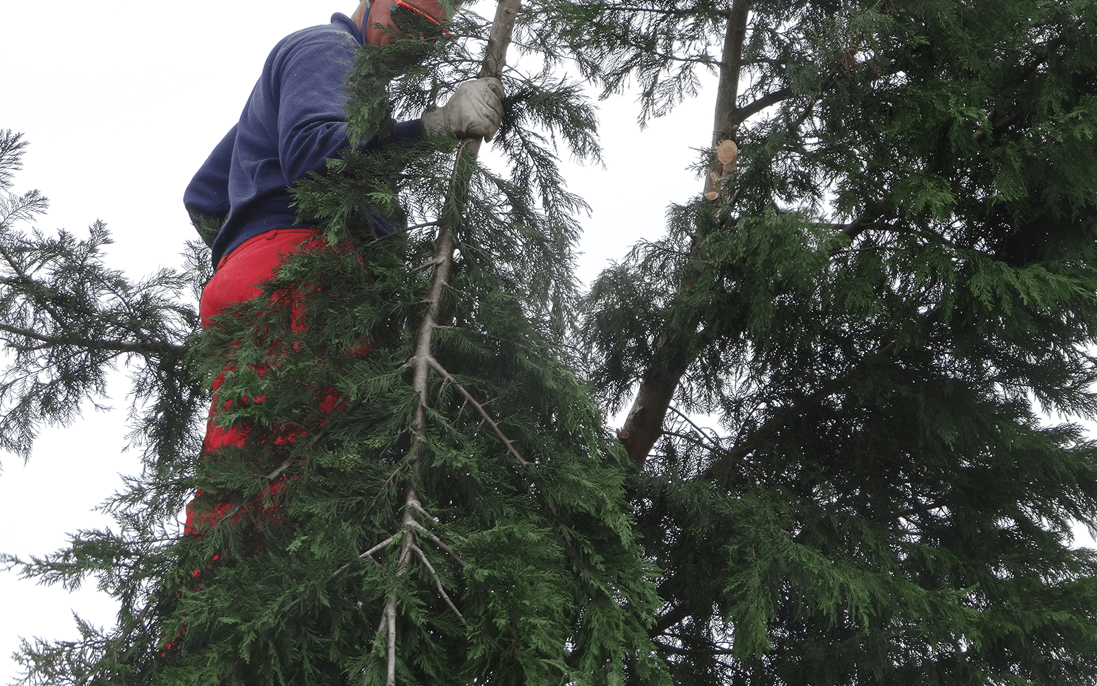 BJs Tree Surgery Work
