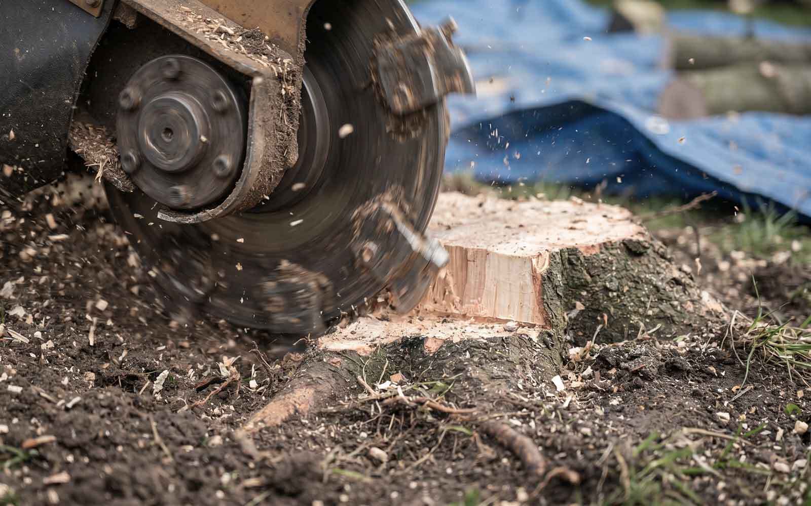 BJs Tree Surgery Work