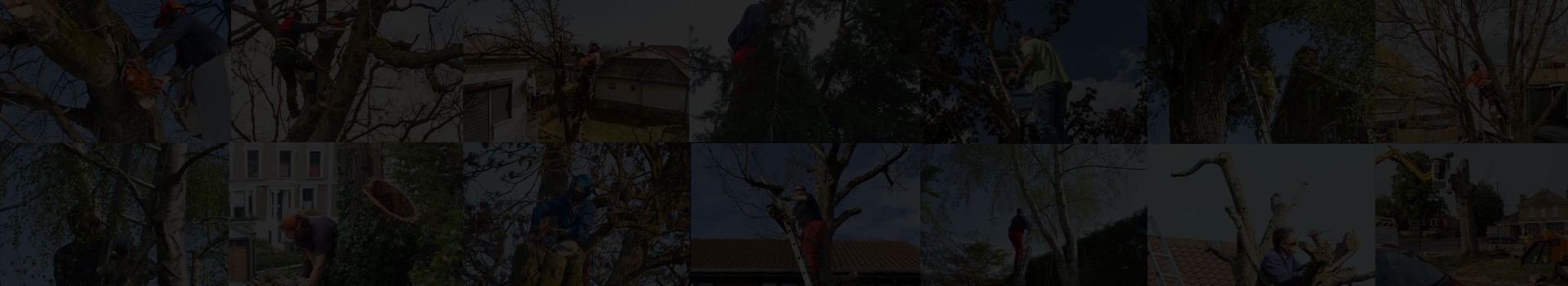 BJs Tree Surgery